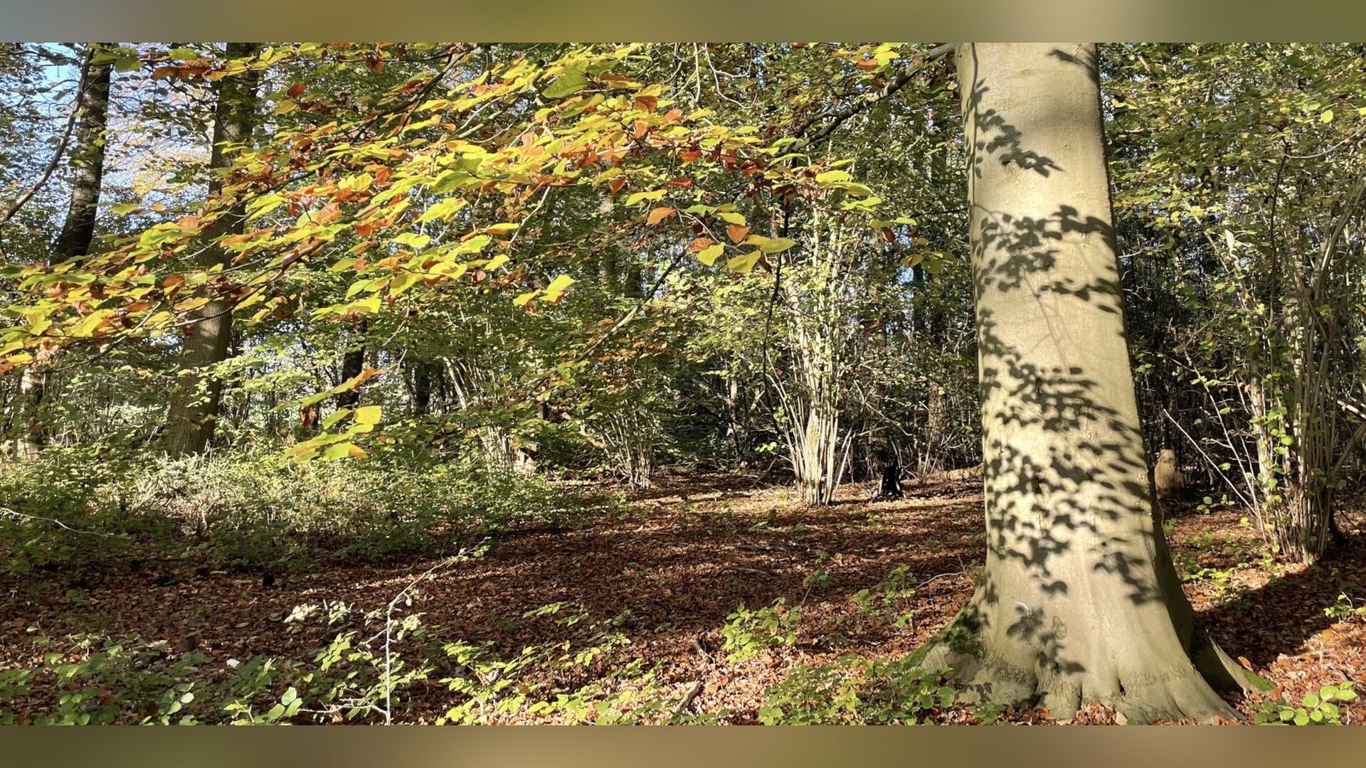 Herfstwandeling Amelisweerd