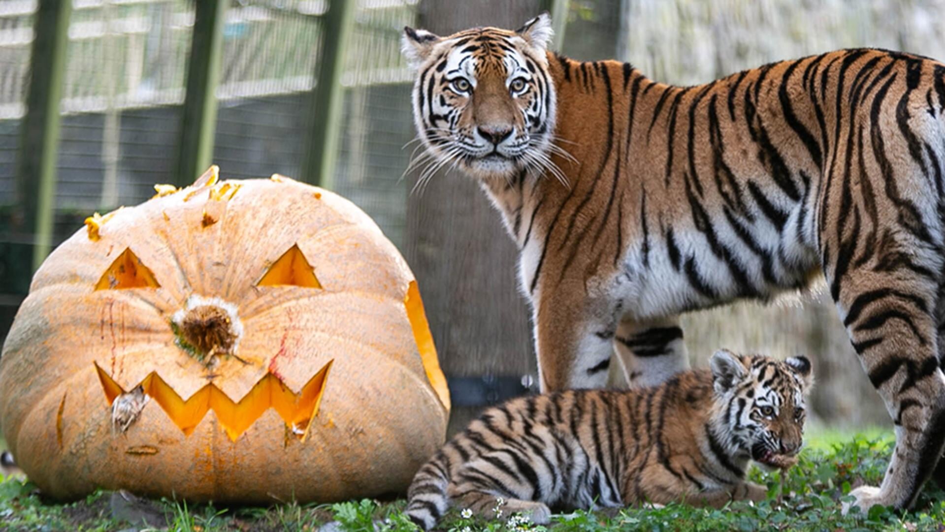 Zeldzame tijgerdrieling Ouwehands Dierenpark krijgt Halloween-verrassing