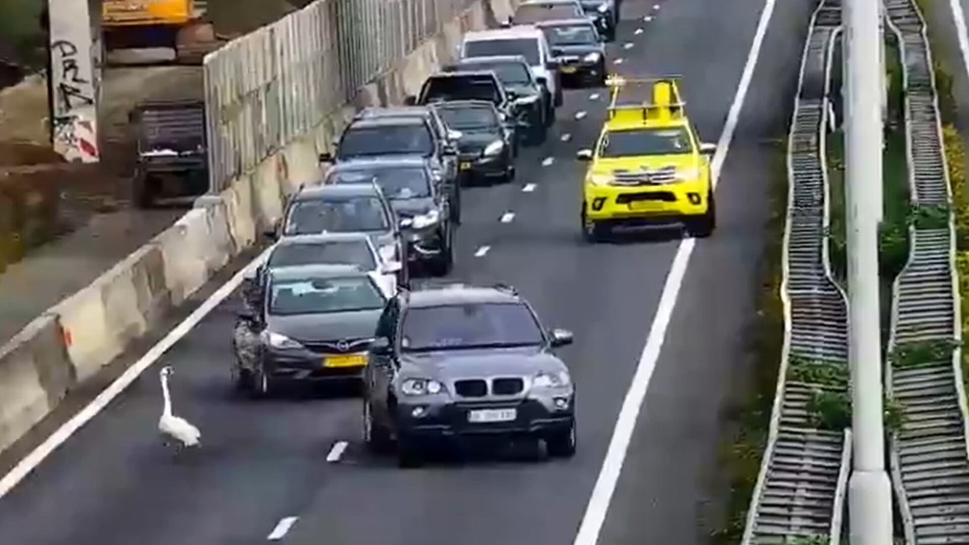 Knobbelzwaan houdt verkeer op en zorgt voor flinke file op A27
