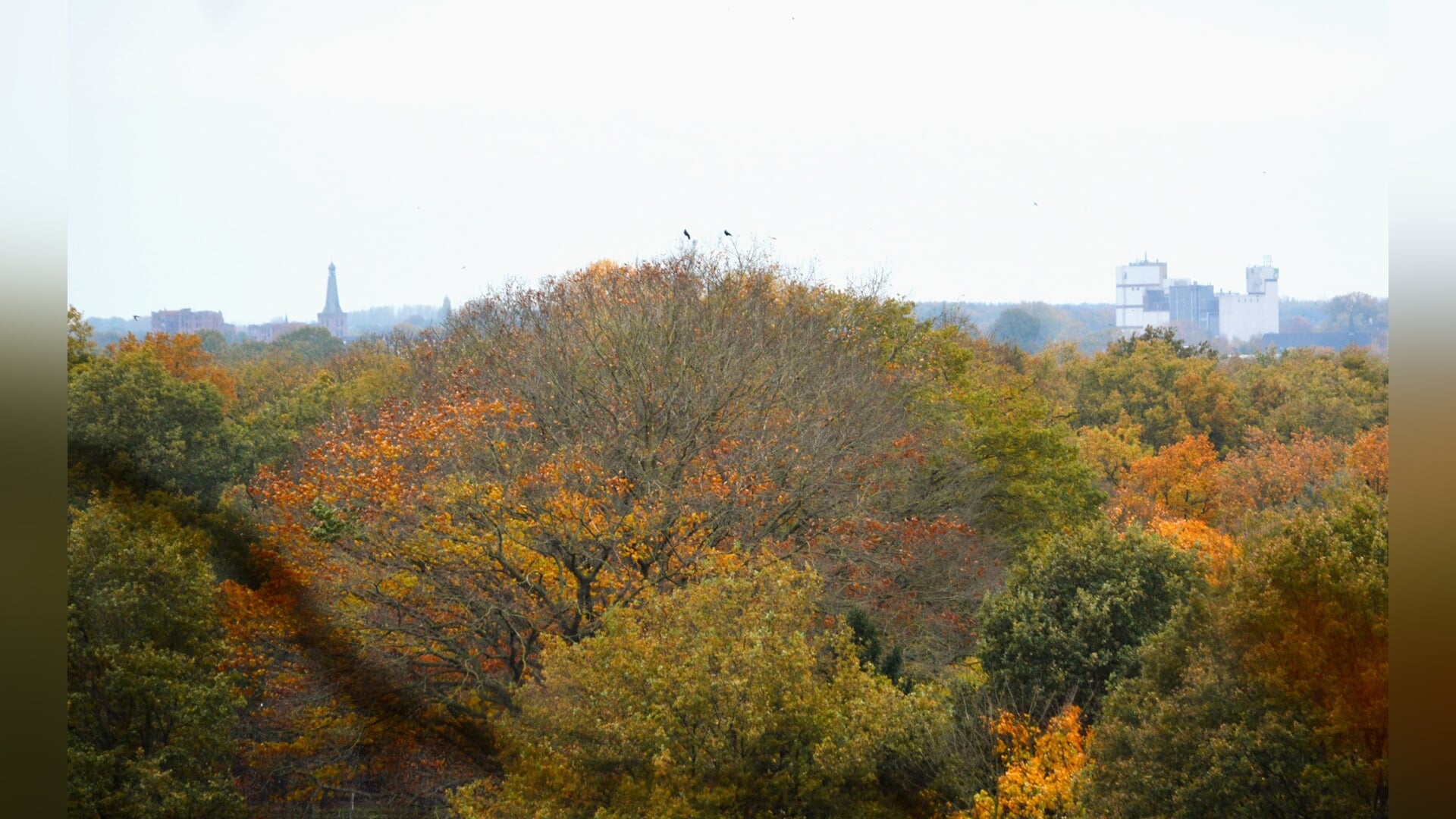 Prachtig kleurenpalet op de Goudsberg in Lunteren