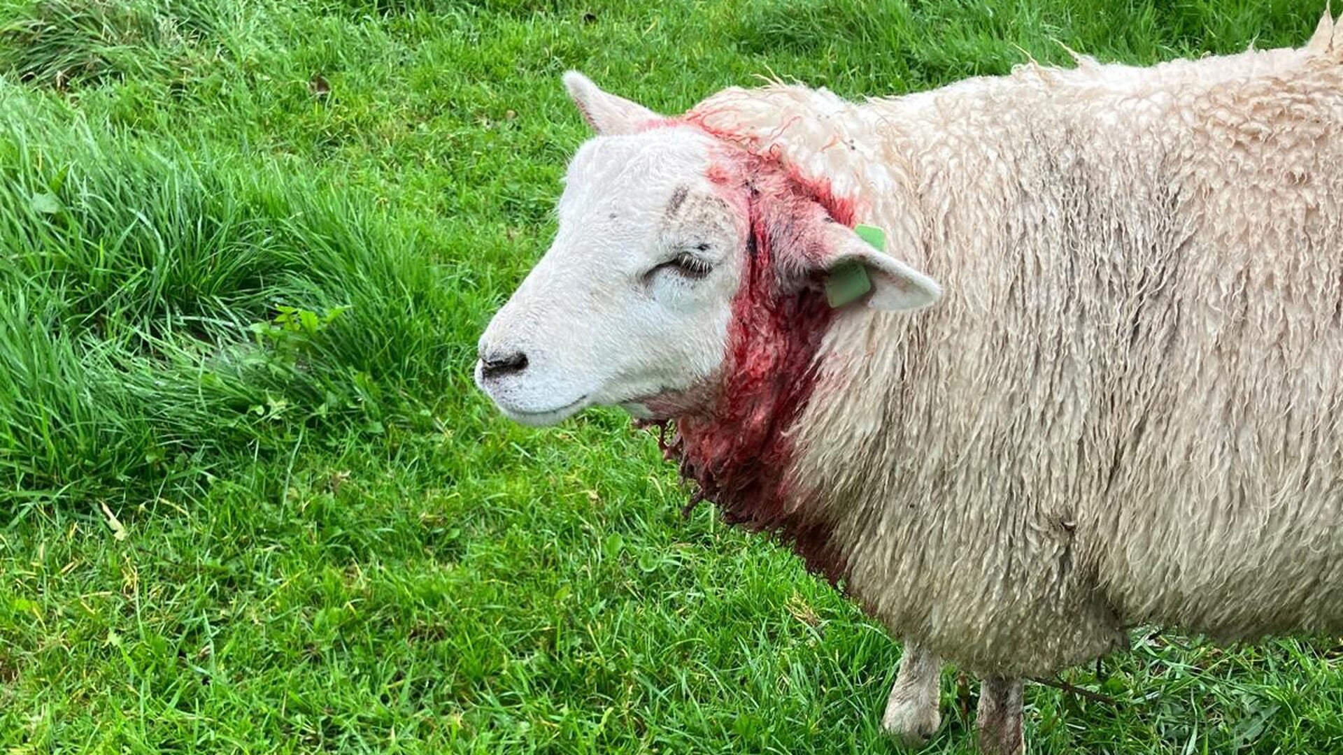 25 schapen dood door wolven in Kootwijkerbroek; eigenaar is ‘radeloos’