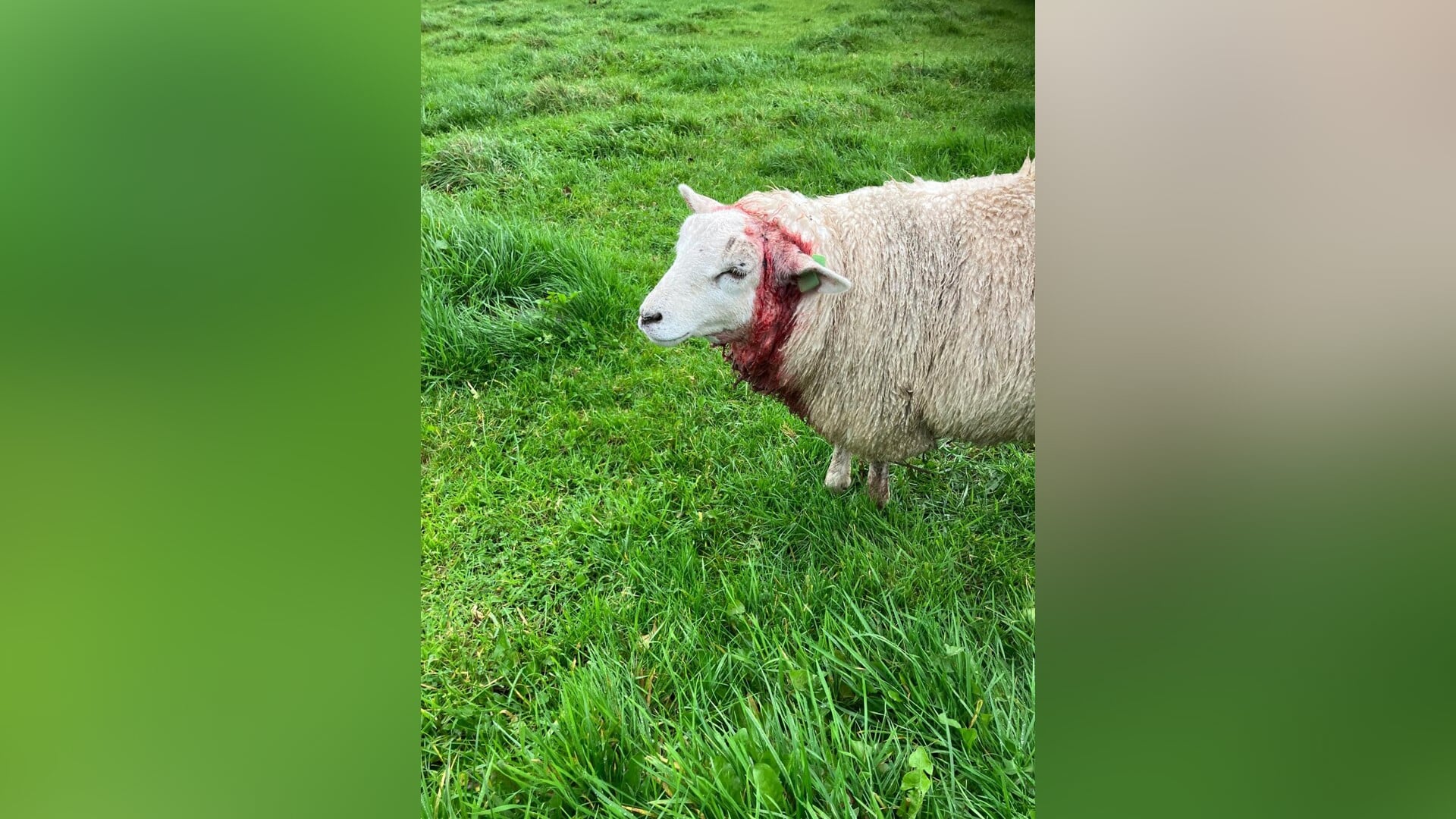 25 schapen dood door wolven in Kootwijkerbroek; Harskampse eigenaar is ‘radeloos’
