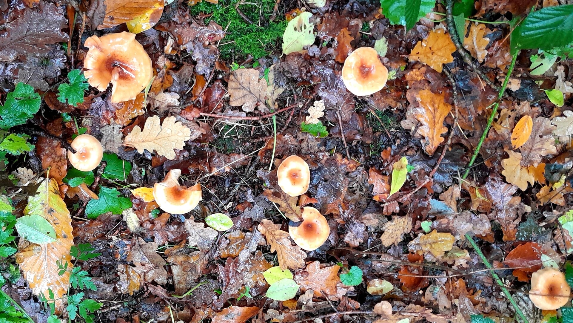 Natuurrubriek Slenterpaadjes over november: Paddenstoelen in soorten en maten