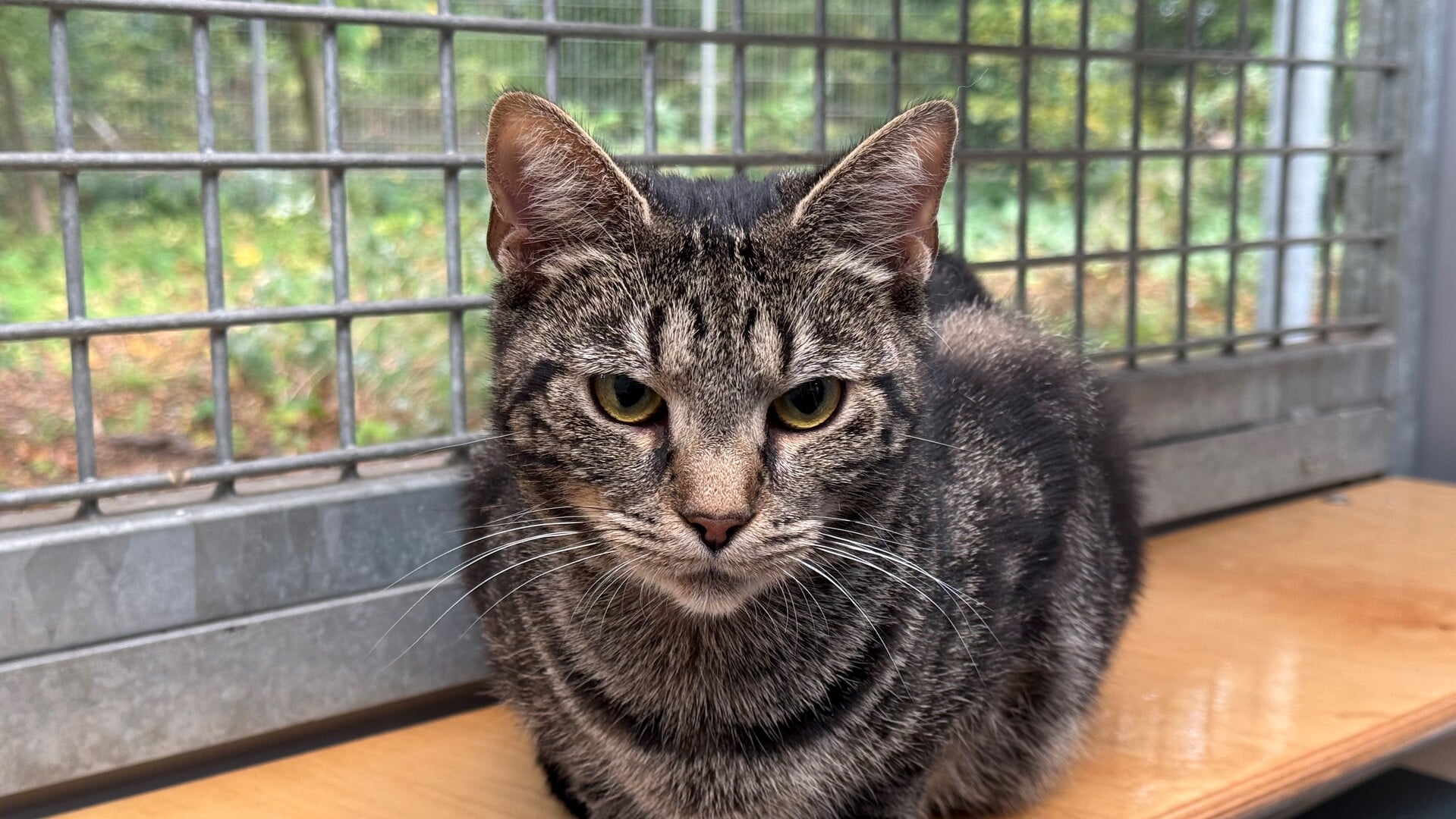 Asieldier van de week: Bryony