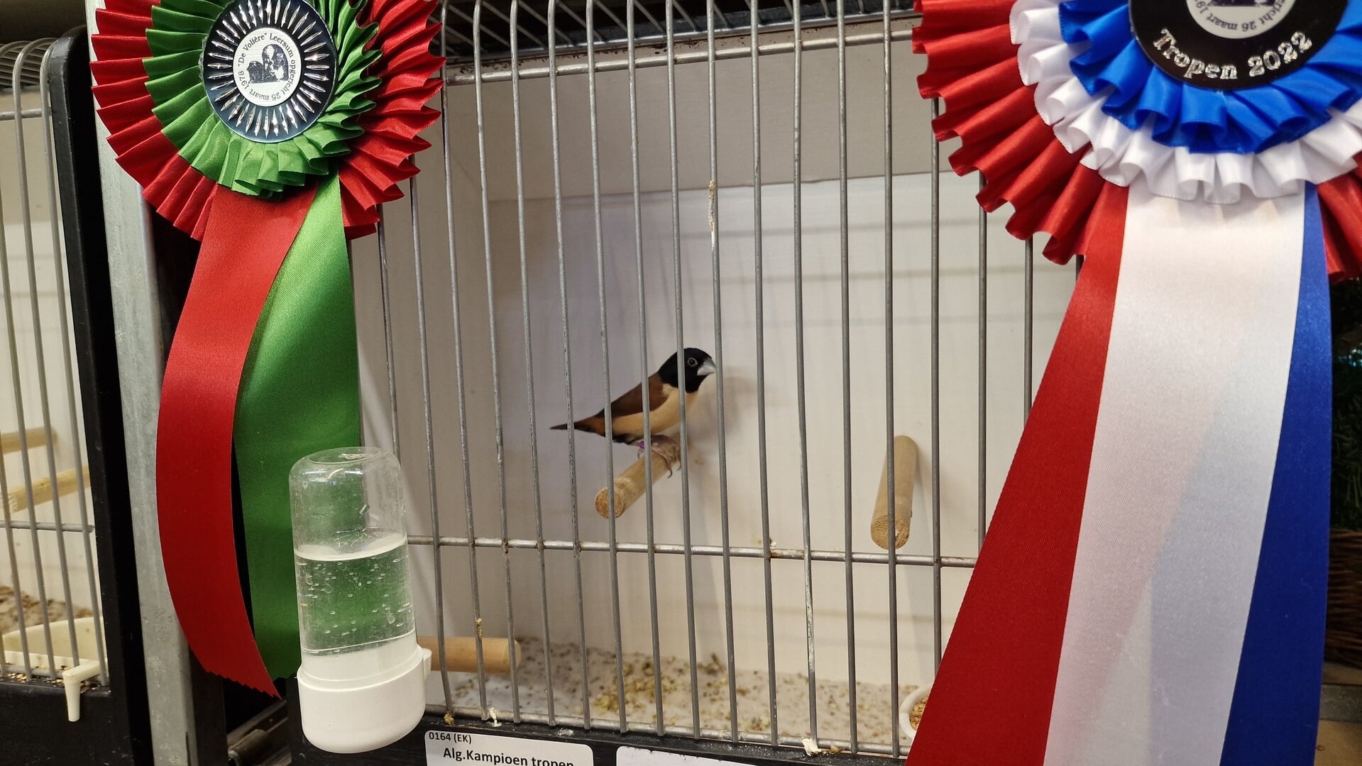 ‘Dit jaar meer vogels dan ooit’