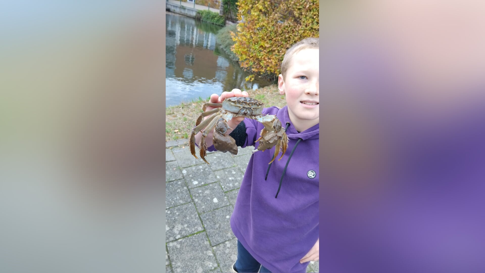 Chinese wolhandkrab met de hand gevangen uit de Giessen