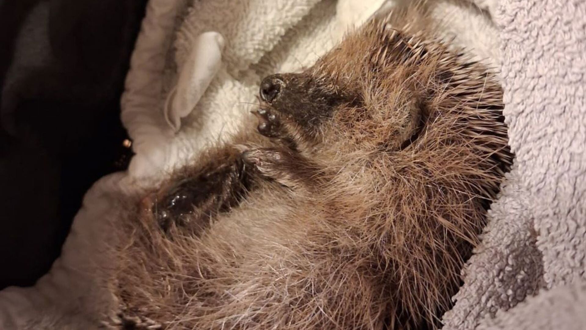 Jongens gebruiken egeltje als voetbal: ‘Maken veel mee, maar dit spant de kroon’