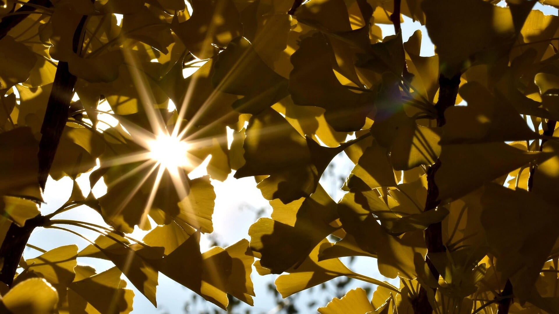 Officieel warmste 5 november ooit