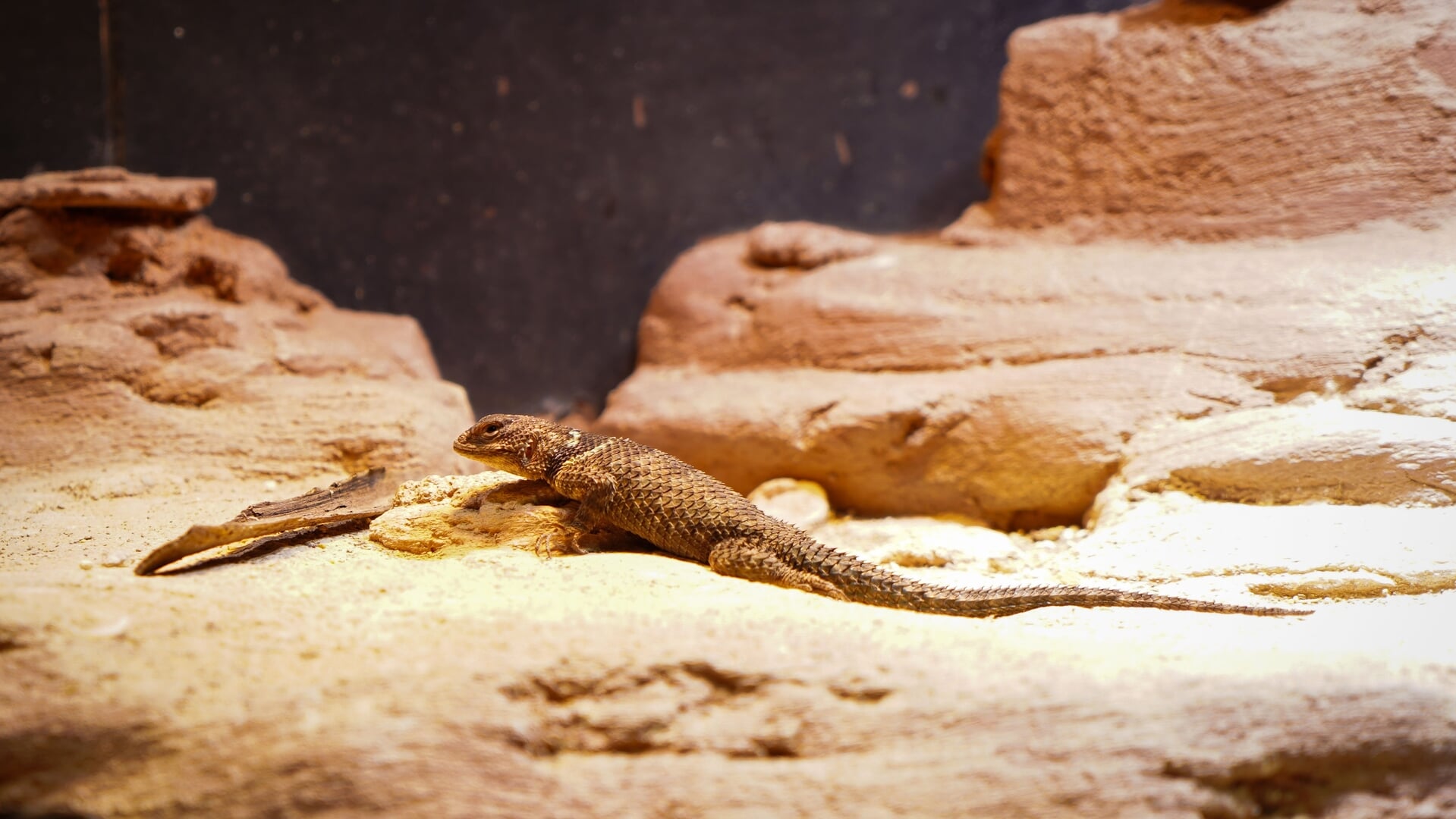 Nieuwe diersoort te bewonderen in DierenPark Amersfoort: blauwe stekelleguanen