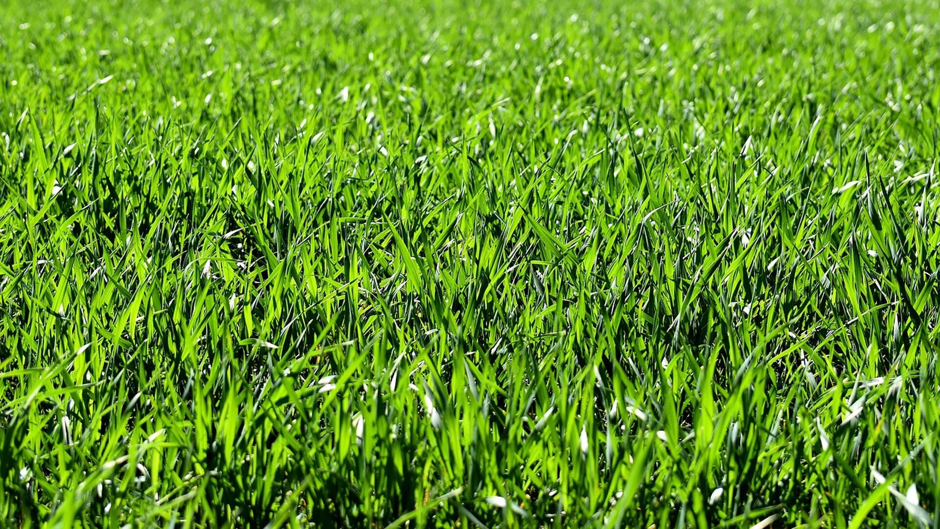 Natuurorganisaties niet blij met nieuwe regeling voor beheer grasland