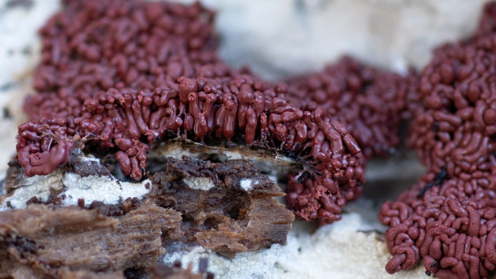 Fotograaf Klaas gaat op zoek naar bijzondere zwammen op Landgoed Geerestein