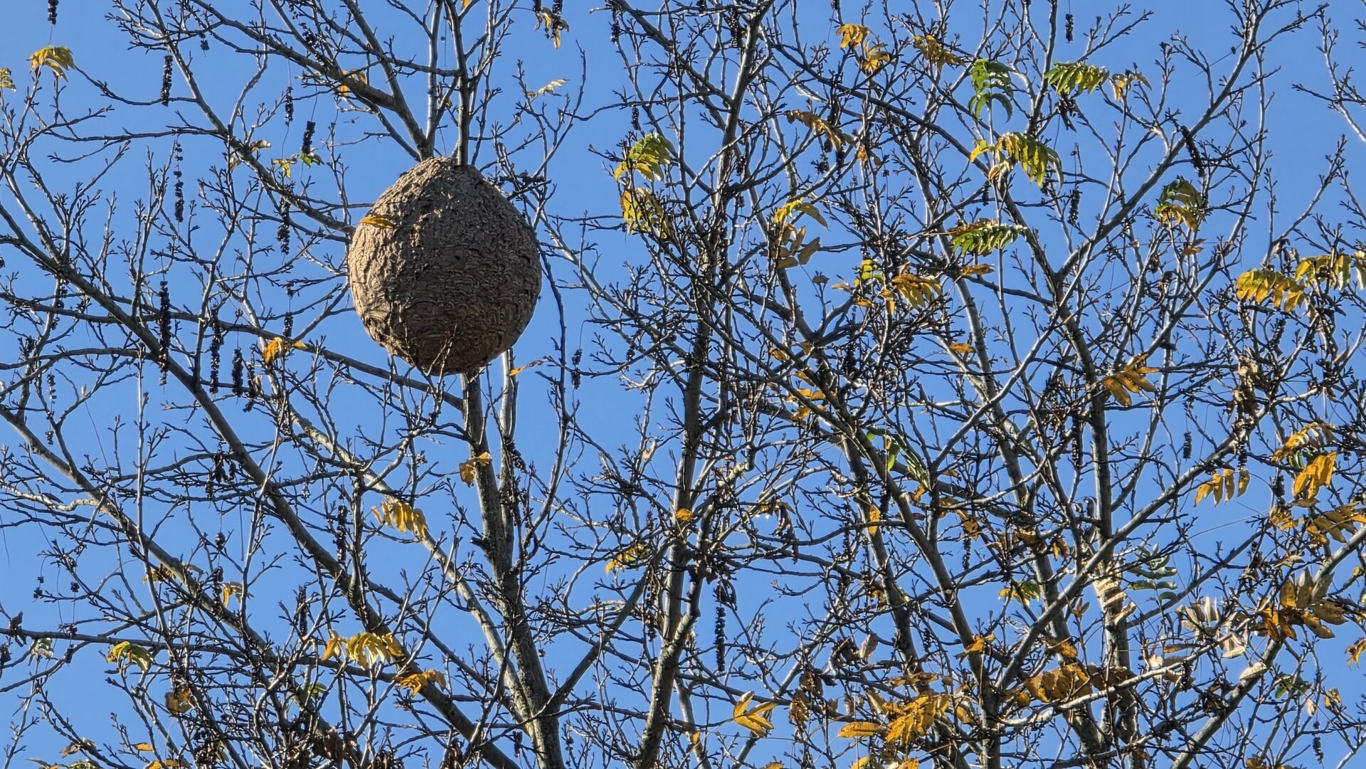 Reusachtig nest van Aziatische hoornaar in Haarwijk in Gorinchem