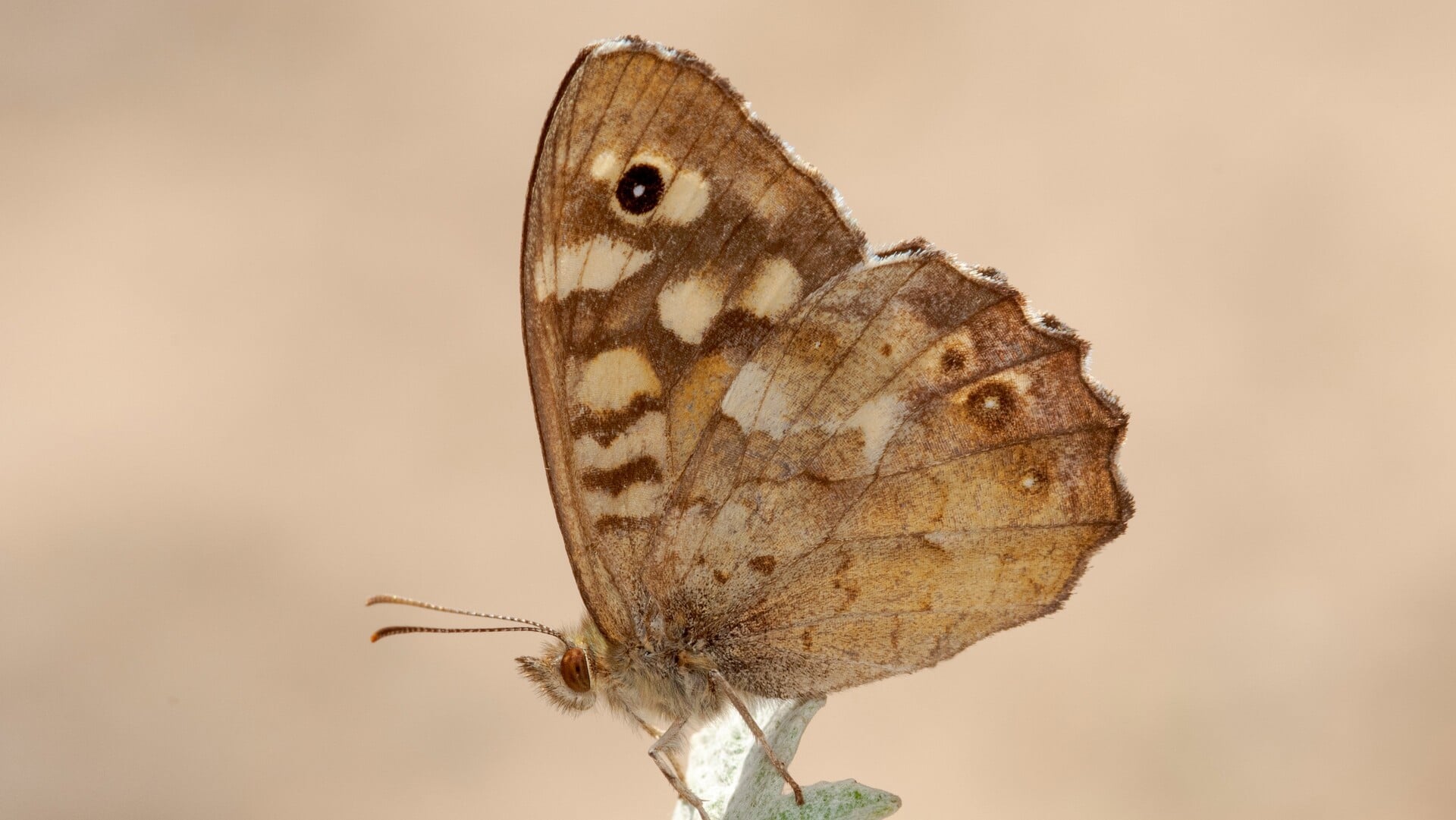Natuur onder de Loep: Vlinderen in Ackerdijk