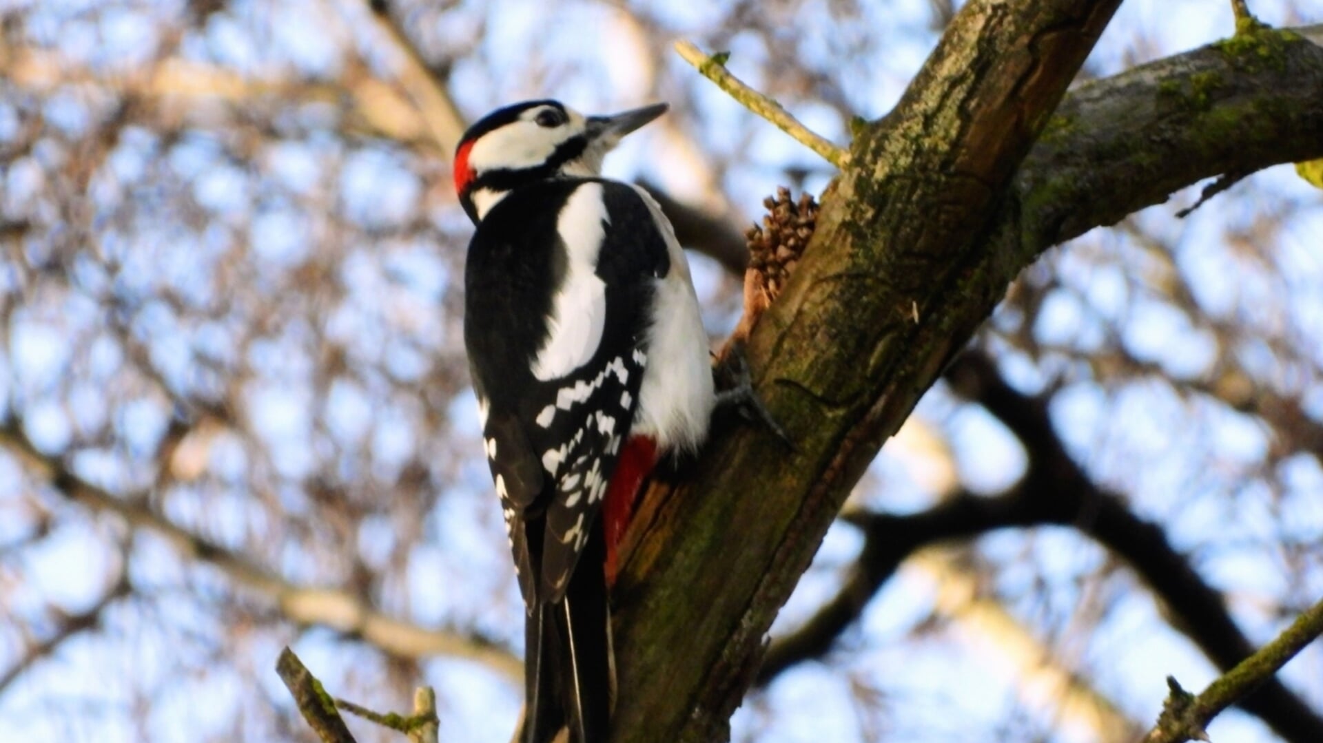 Nieuwe app Fladder maakt vogels kijken in Ermelo leuker en sociaal - De ...