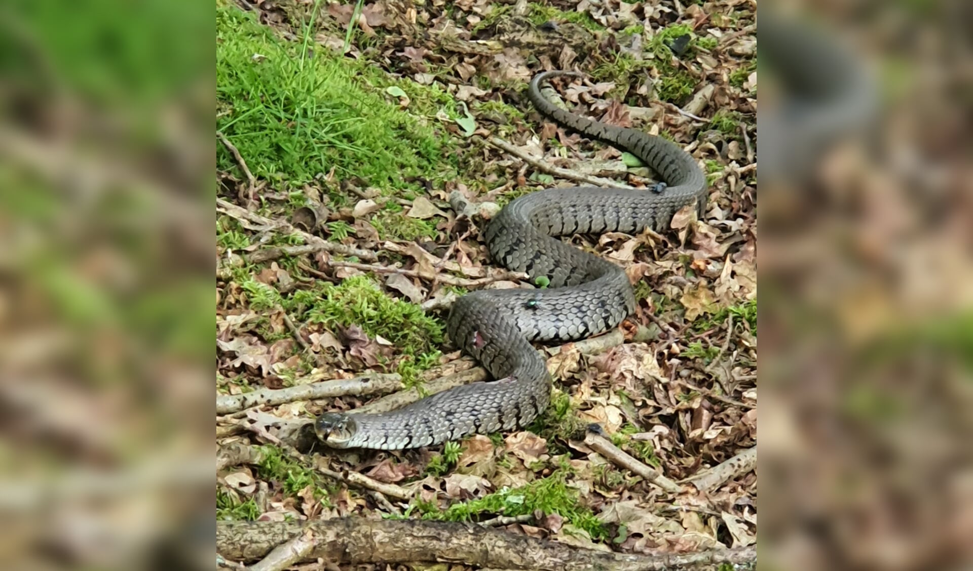 Grass snake and lizard are rare – Zeeuwsch Vlaanderen Advertisement | Zeeuwsch Flemish Advertising Magazine