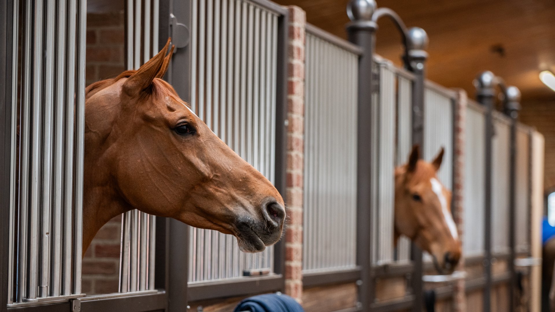 Ken jij je rechten als pensionklant? Paardenadvocaat Stephan Wensing ...