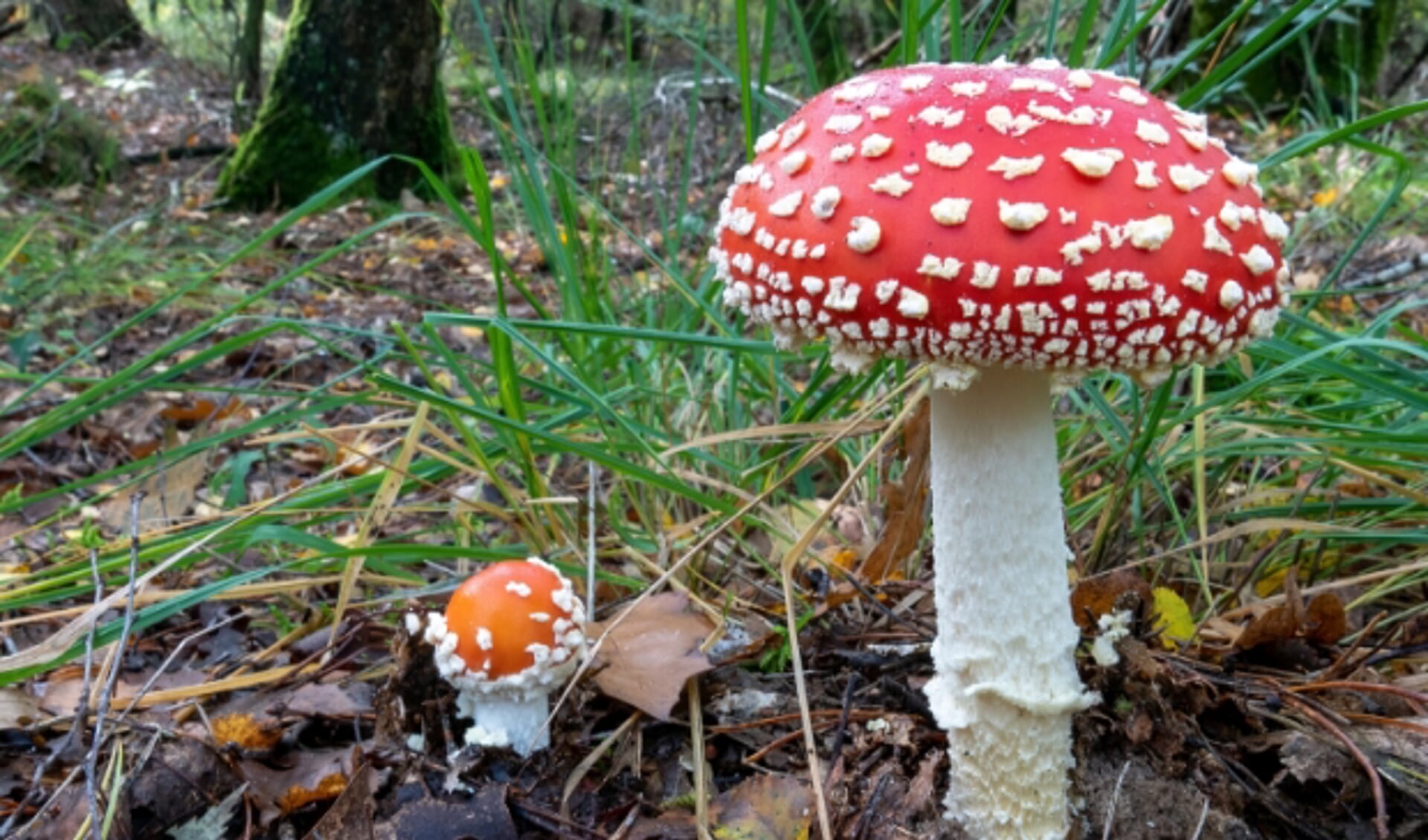 Paddenstoelendag met het IVN in Overveen