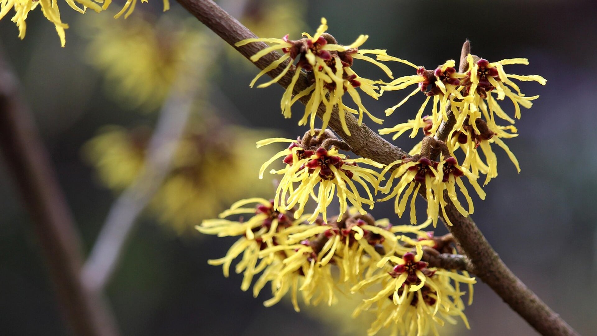 Weekverwachting: zeer zachte start meteorologische lente