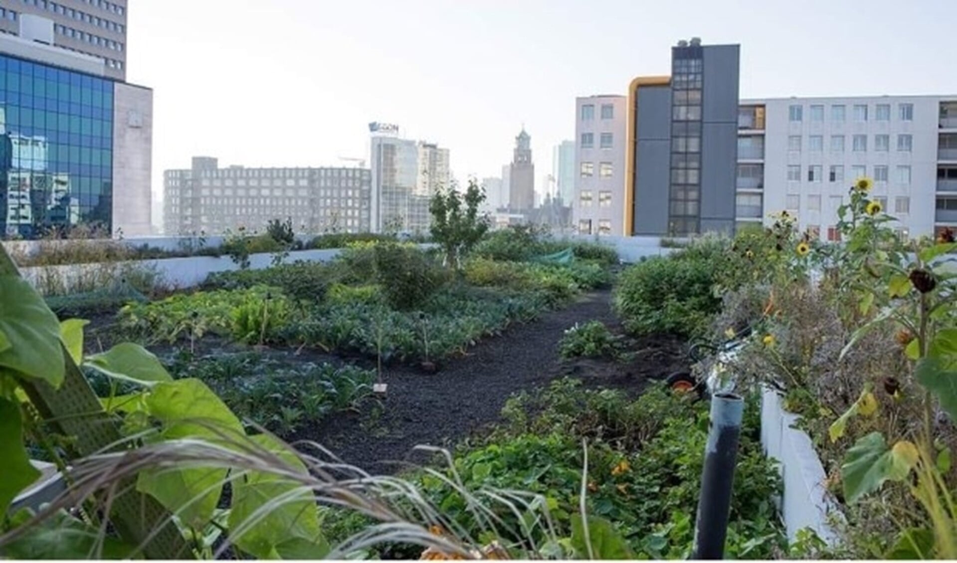 ‘Slimdak’ als waterreservoir op het Schieblock - Adverteren Rotterdam ...