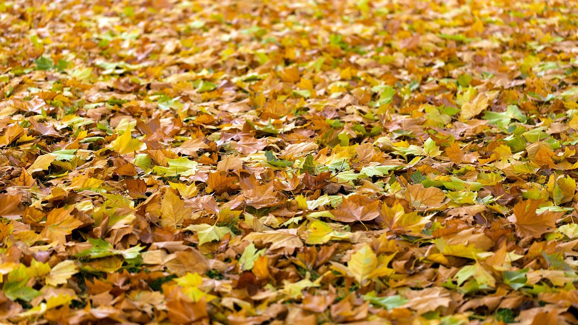 Weekendweer: overwegend bewolkt herfstweer
