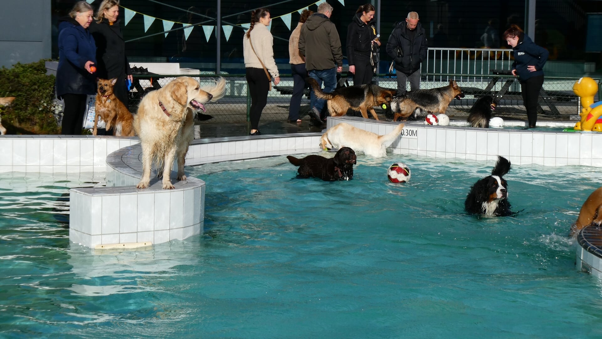 DogPlons levert mooi bedrag op voor stichting Divoo