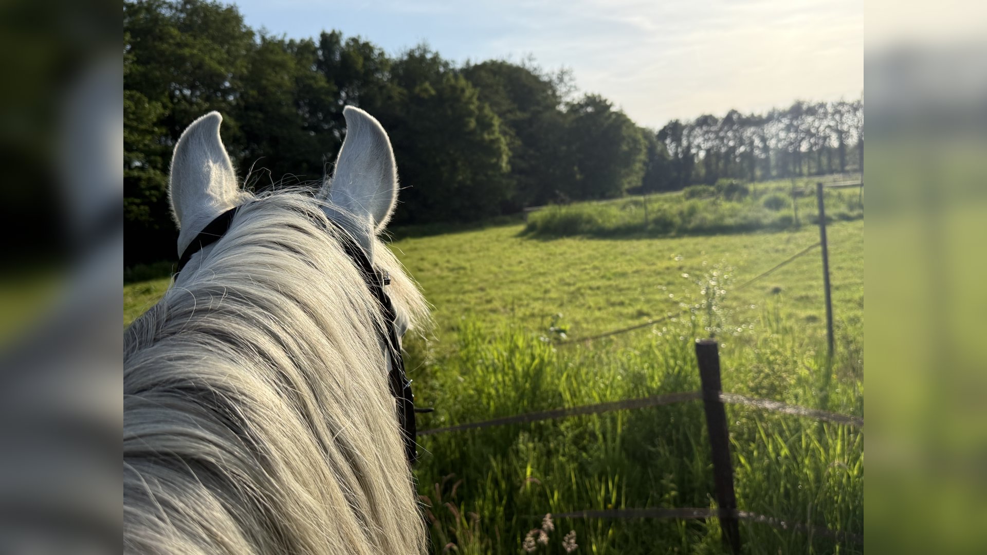 De groene schakel: Hoe een paardenhouderij natuurgebieden met elkaar verbindt, Stal De Vier Hoeven