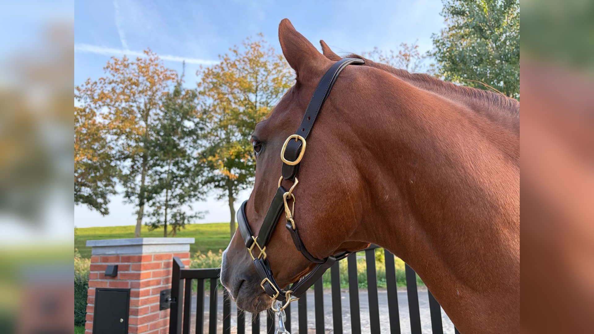 Winactie | 2FitHorses leren halsters - Het onafhankelijke paarden(sport ...