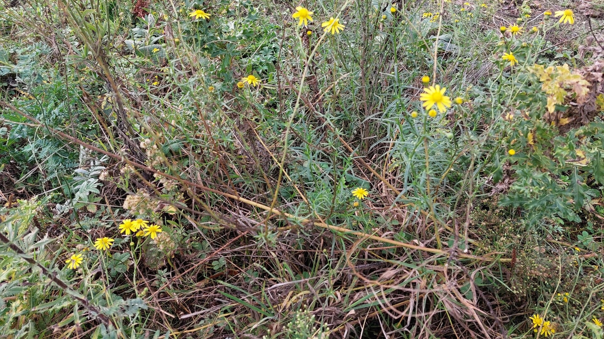 Publiekswandeling Rotta verbindt natuur en historie