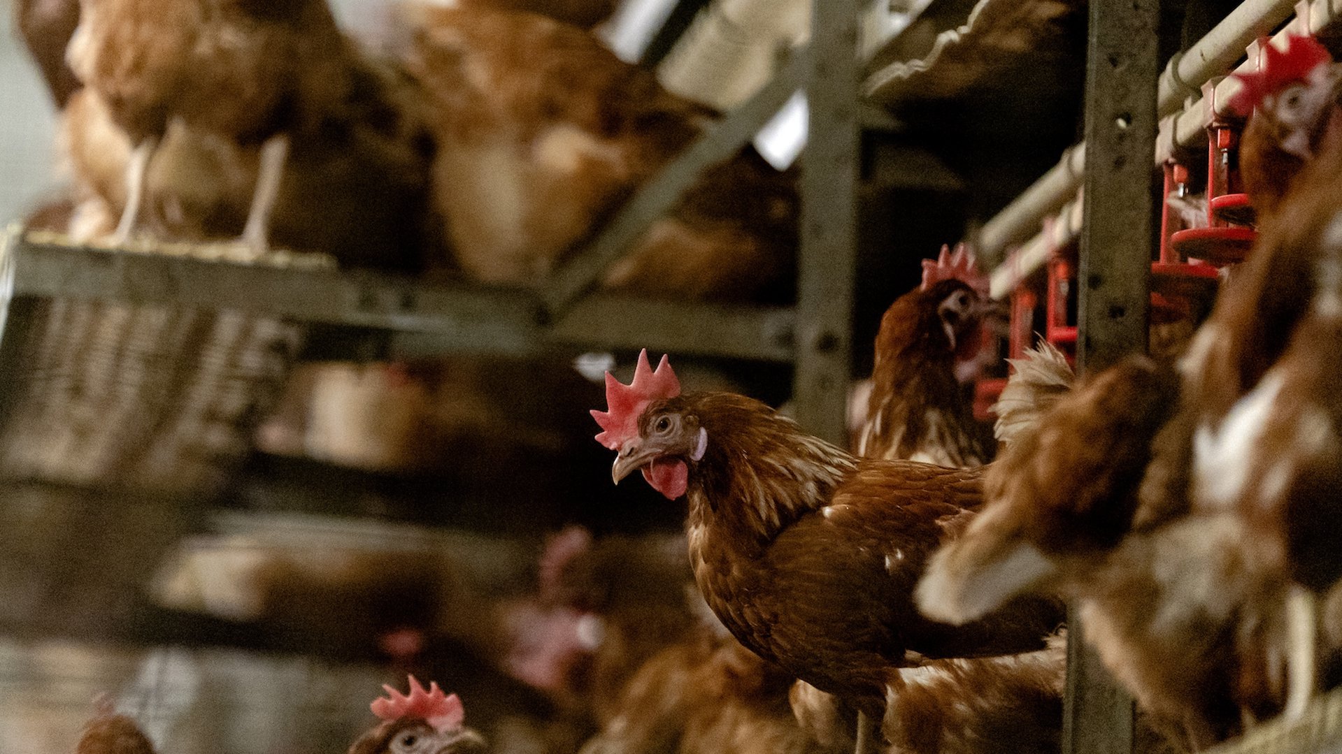 Pluimveesector-Gelderse-Vallei-kijkt-uit-naar-vaccinatieplicht-tegen-vogelgriep