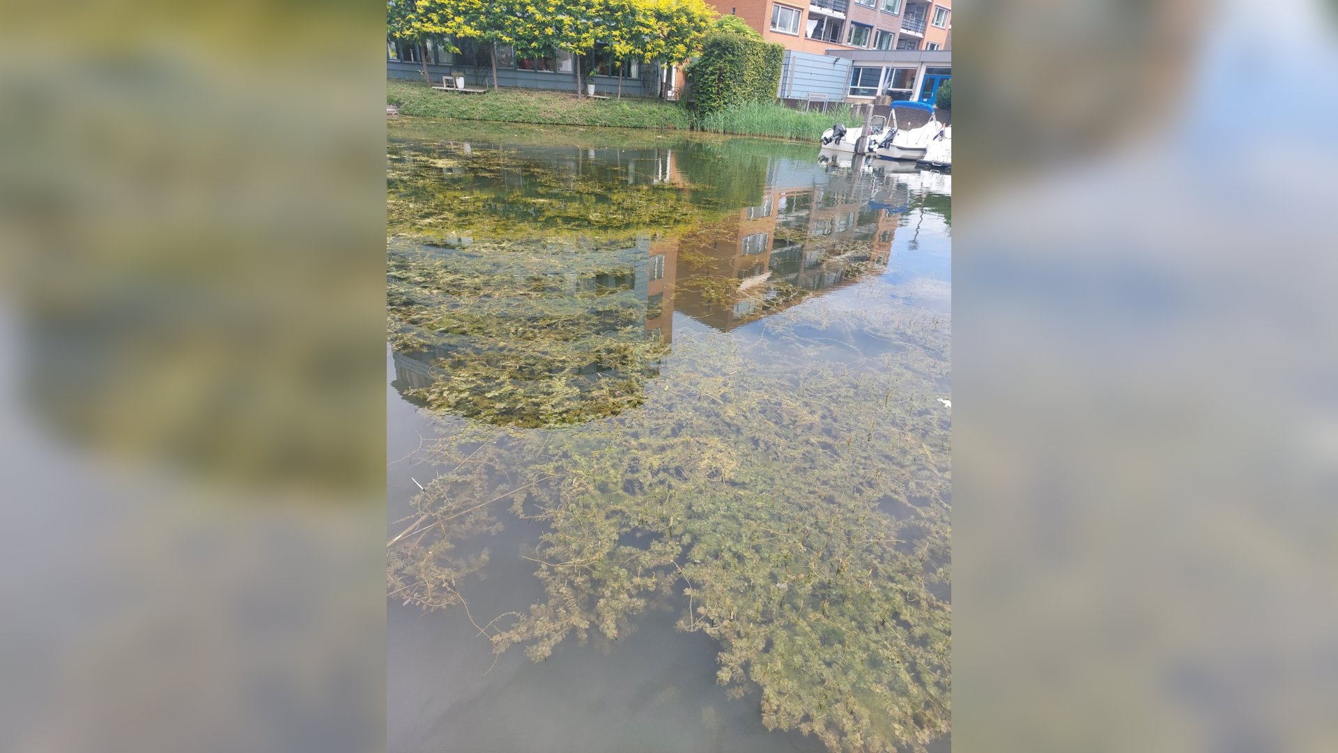 Cabomba-explodeert-in-de-Giessen--waterschap-haalt-het-pas-einde-zomer-weg