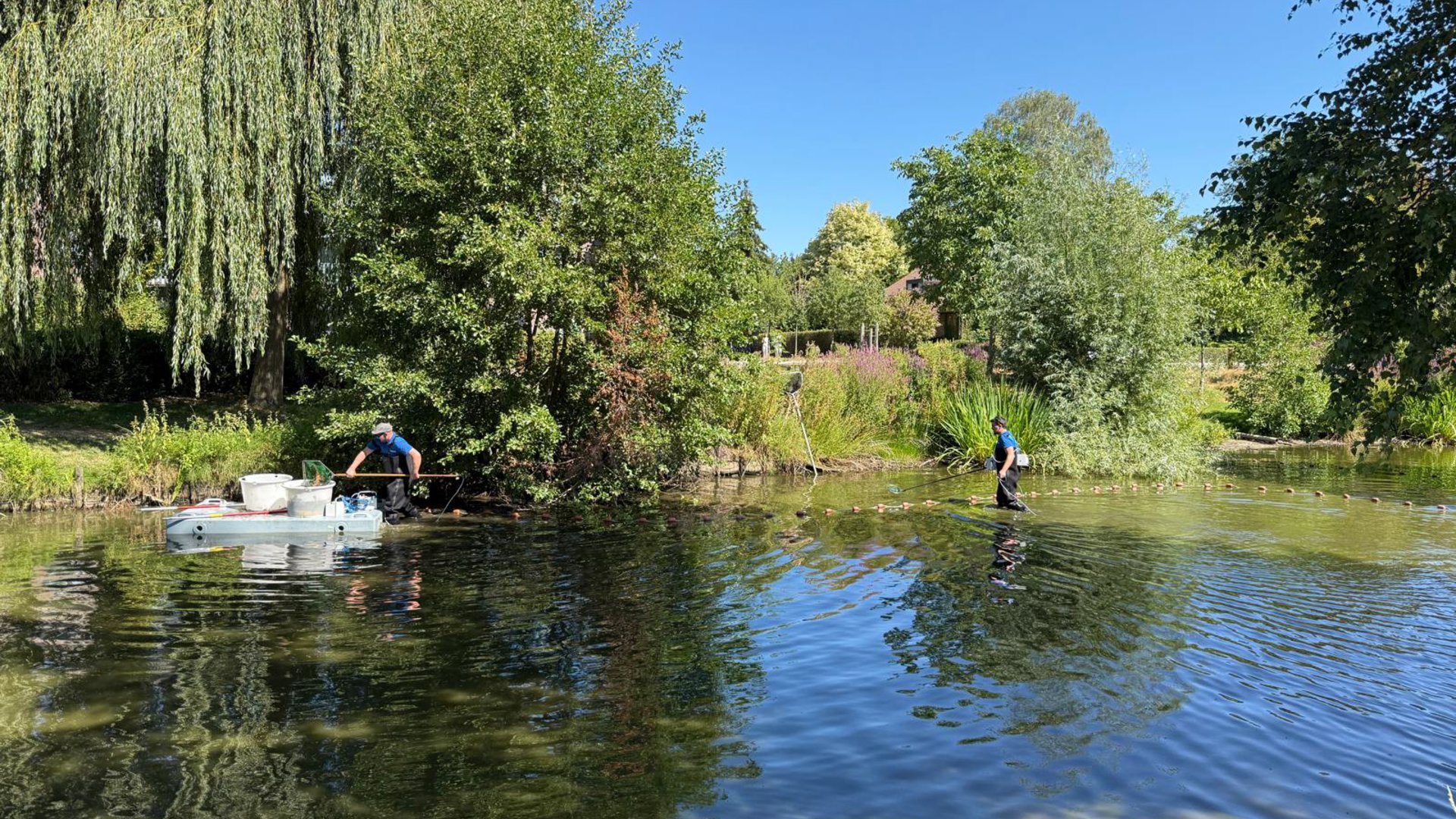 Vissen-in-Scherpenzeel-krijgen-nieuwe-plek-door-droogte