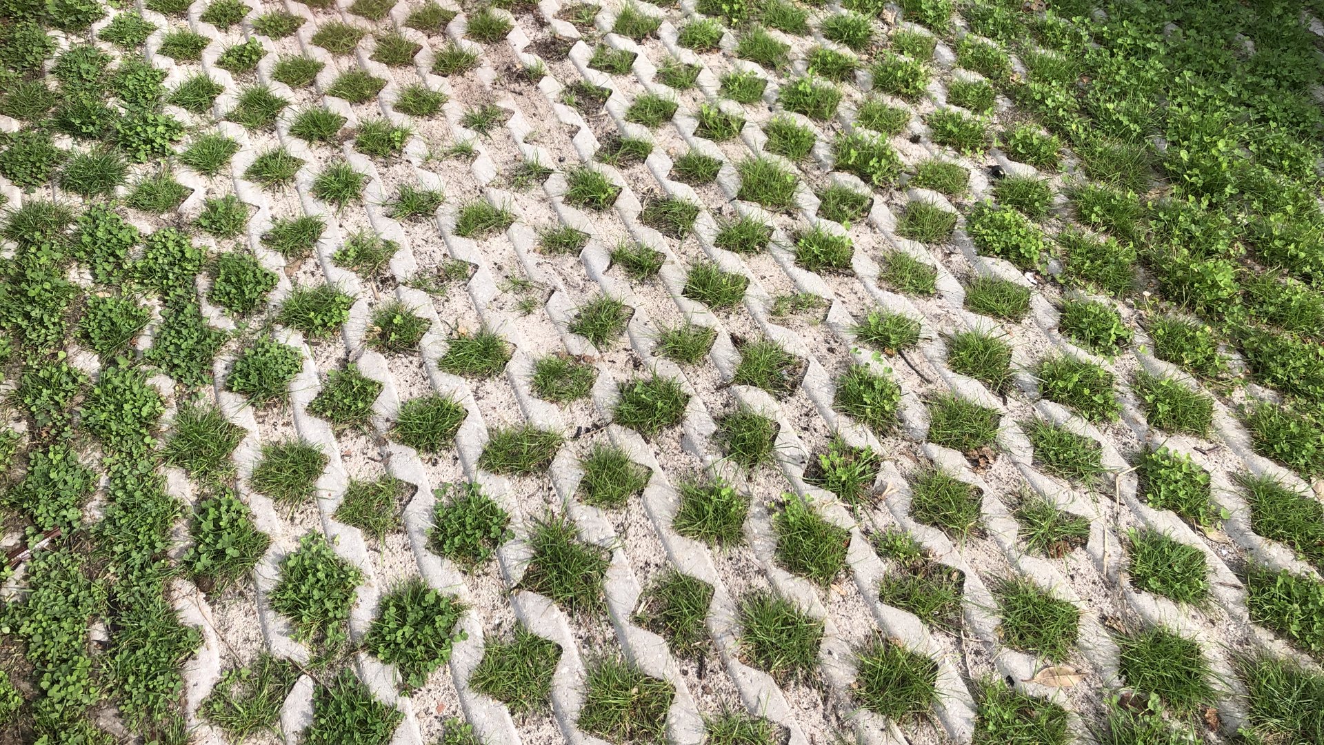Duurzaamheidscolumn--vergroen-de-bestrate-oprit-en-verhoog-de-biodiversiteit
