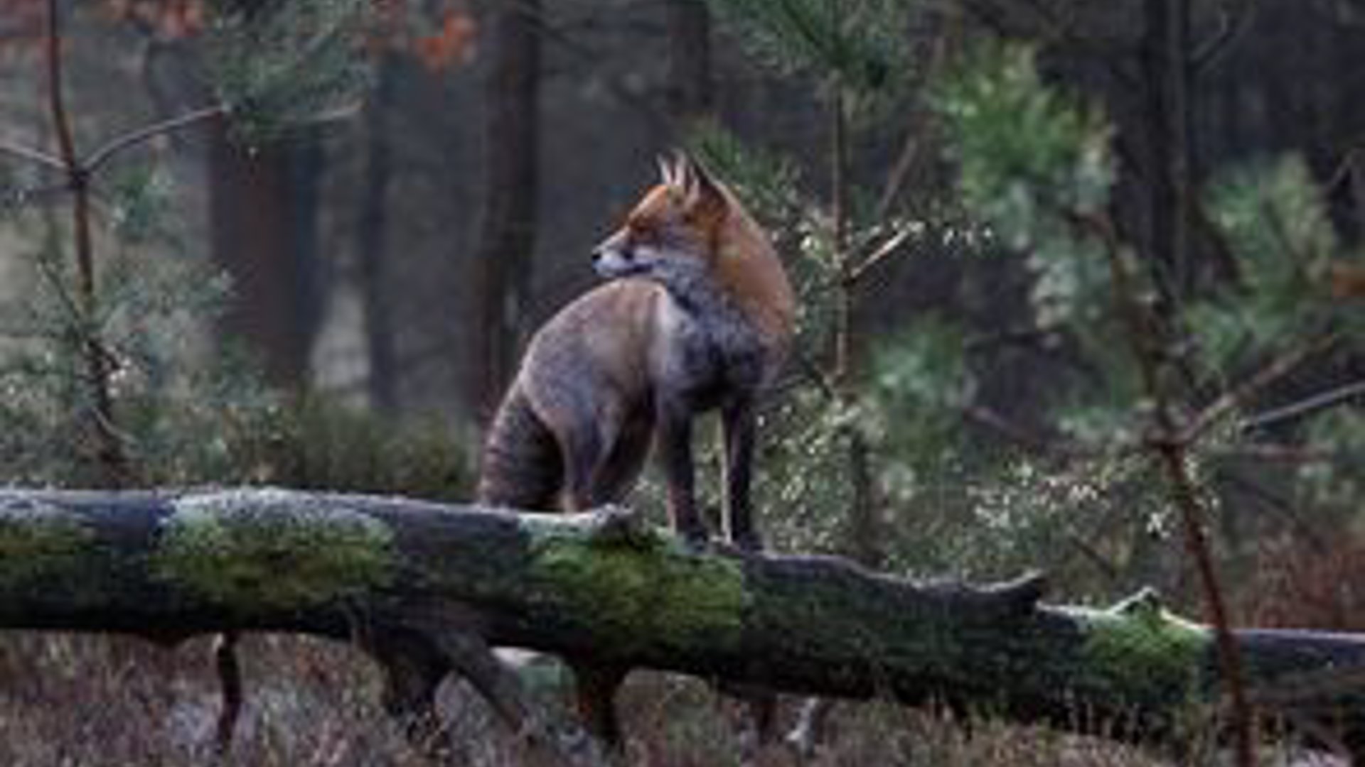 Op-ontdekkingstocht-over-de-Veluwe-met-Rien-Mouw