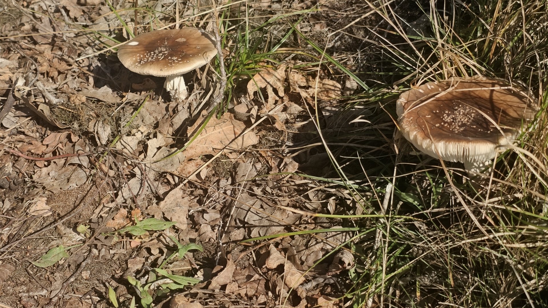Lezersfoto--de-paddenstoelen-schieten-uit-de-grond