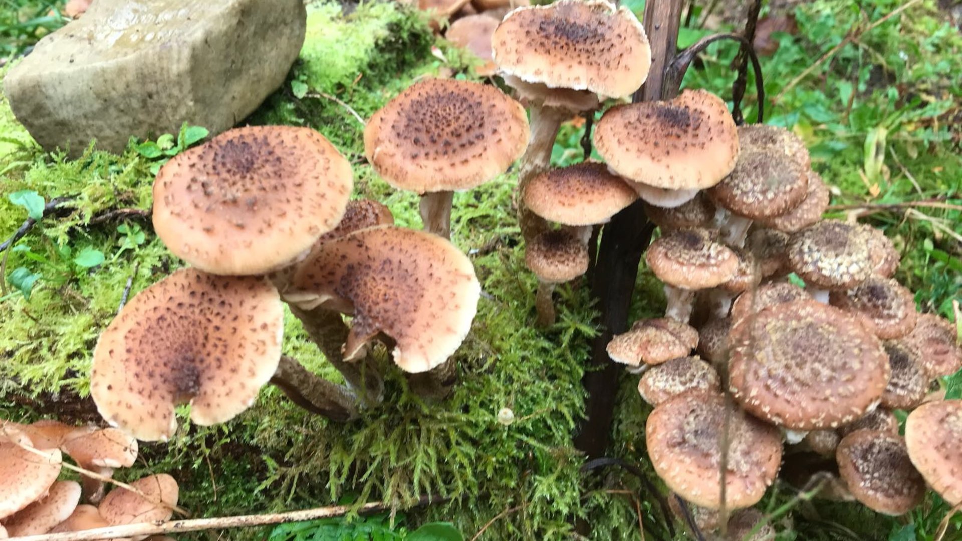 Activiteiten-herfstvakantie--met-hele-gezin-op-ontdekkingstocht-tussen-de-paddenstoelen-op-Landgoed-Schovenhorst