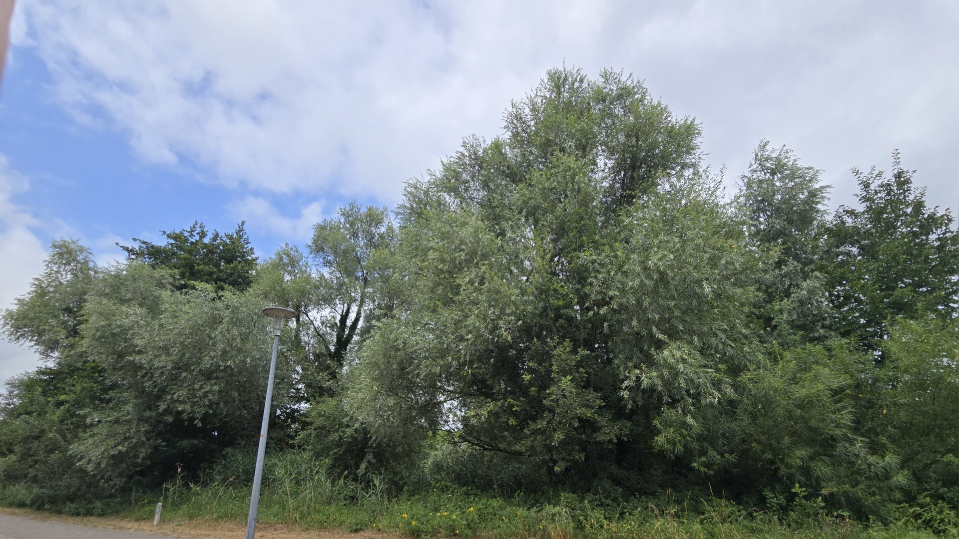 Column-Natuur-dichtbij-door-Godfried-Westen--wilde-natuur-in-de-stad