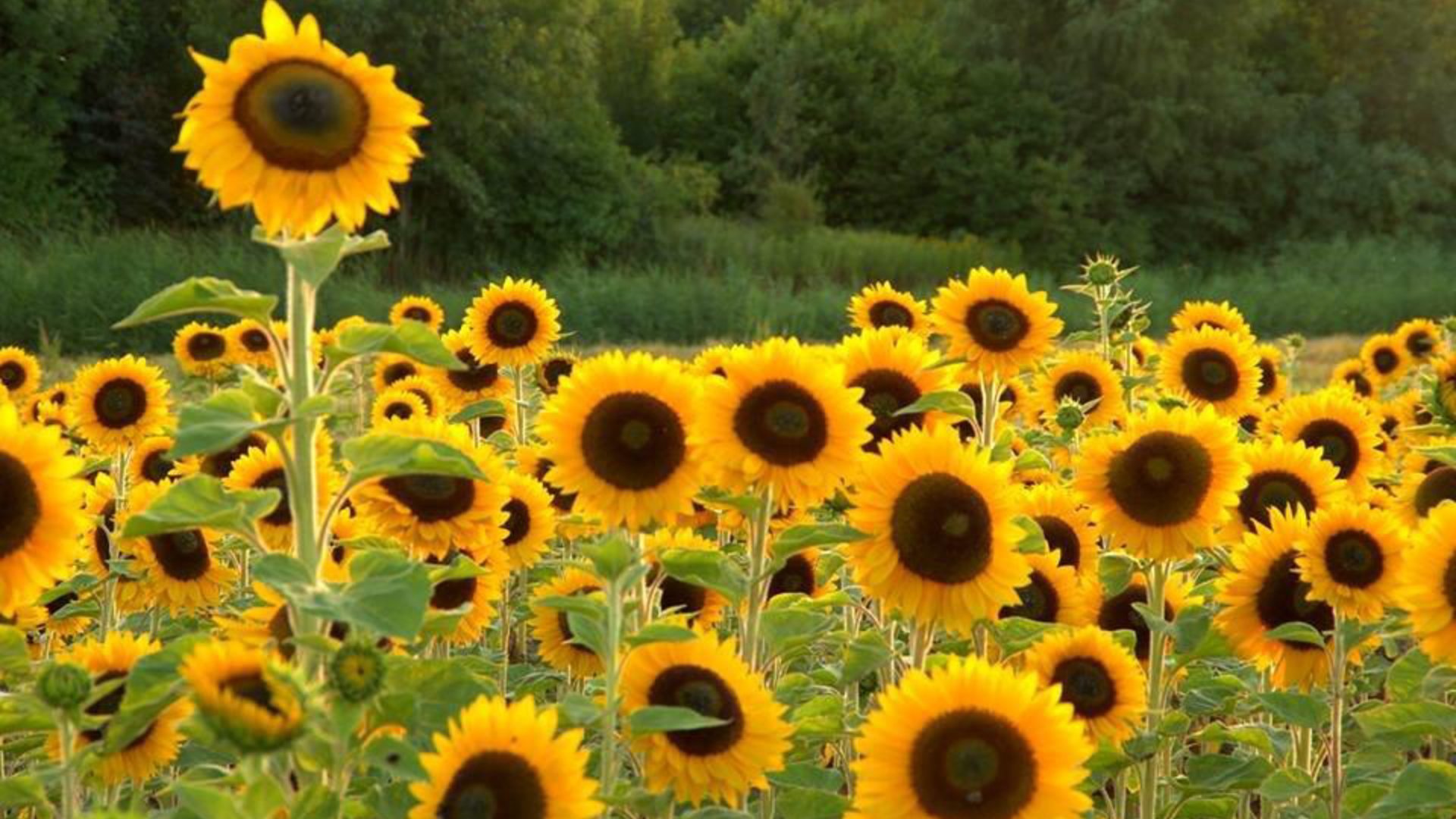 Zonnebloemloterij brengt 6.400 euro op voor afdeling Hardinxveld-Giessendam en Giessenburg