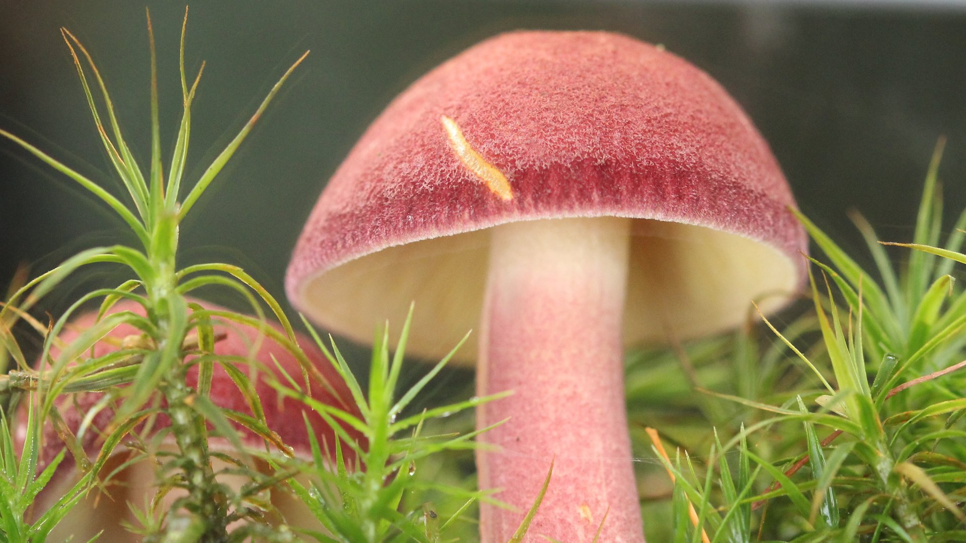 Paddenstoelen excursie van de KNNV; op zoek naar de koningsmantel, vermiljoenhoutzwam en andere soor