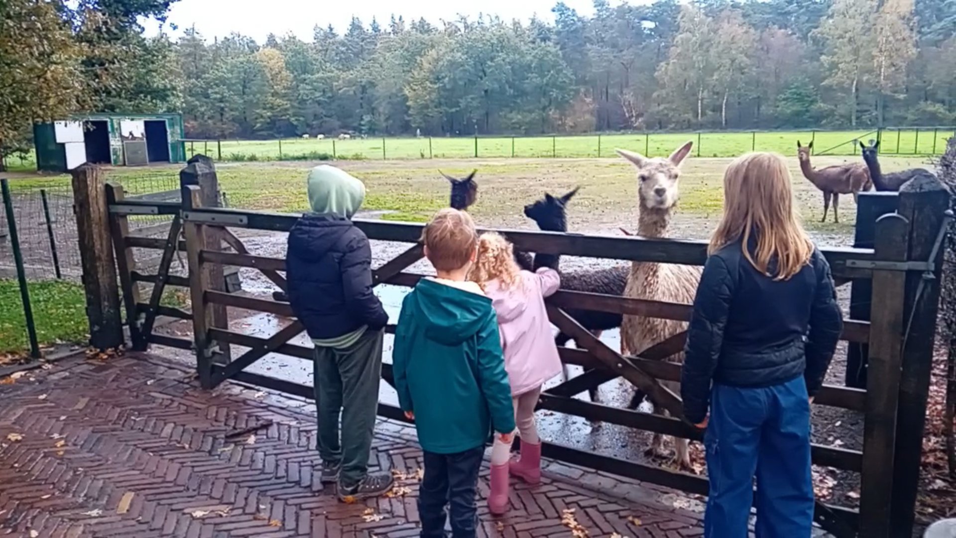 Ook met regen helpen de kinderen boer Arnold