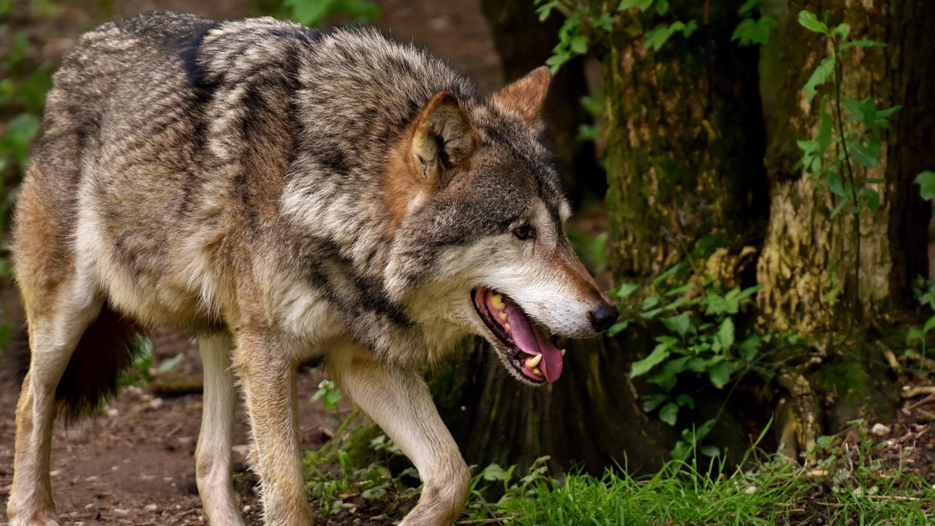 Animal Rebellion voert actie tegen publiek opzetten wolf Bram in Naturalis