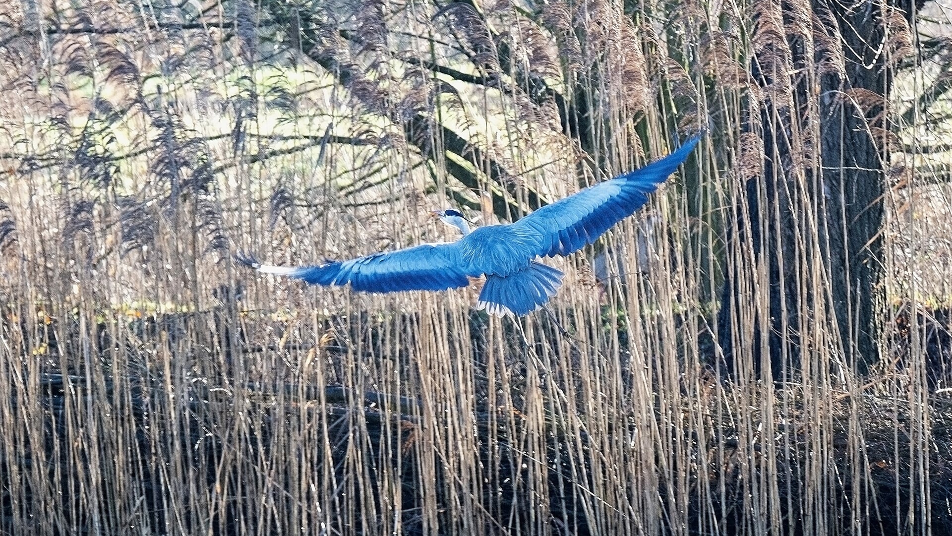 De blauwe reiger: een stille jager en tevens stadsbewoner