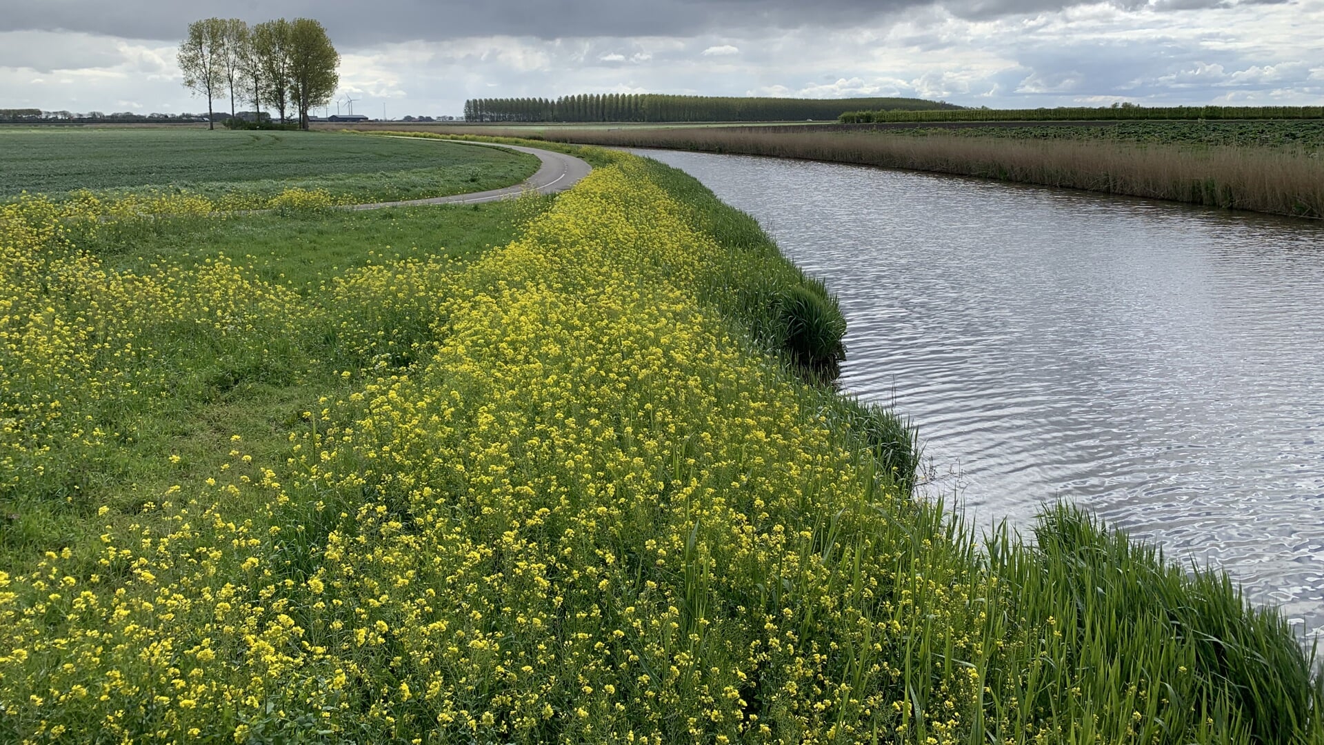Gele linten zijn een teken aan de wand - Adverteren Hellevoetsluis ...