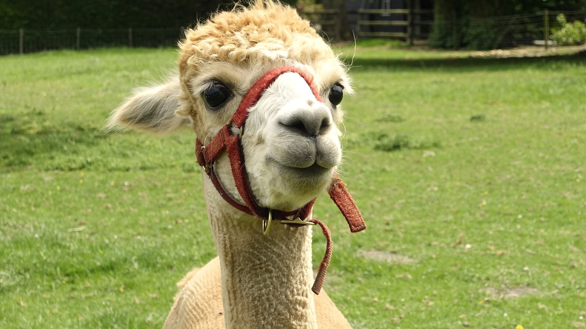 Alpaca uit Breskens paradeerde als Kuifkoning over de weiland-catwalk