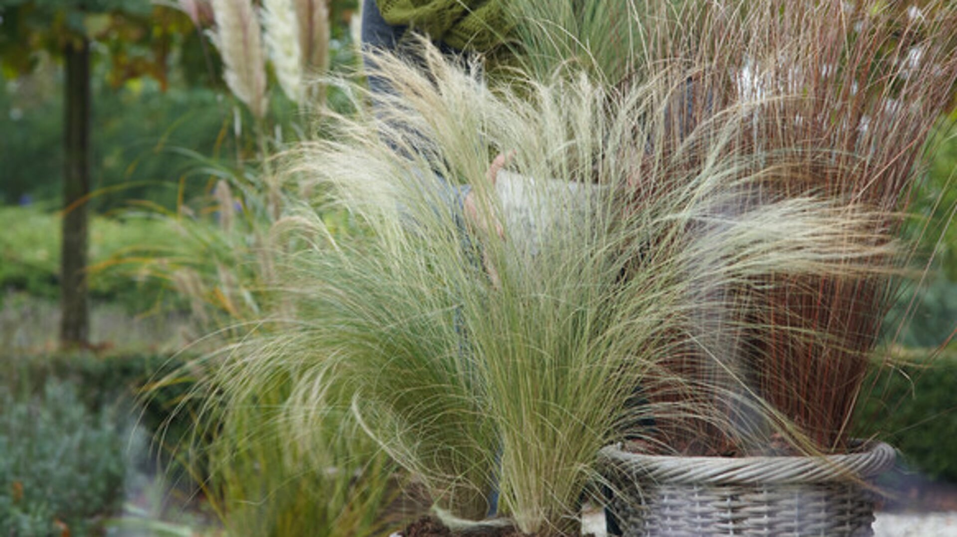 Perennial Power: top 10 siergrassen voor een hippe, trendy tuin ...