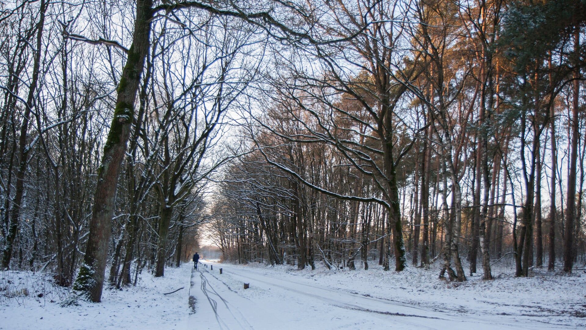Nieuwjaarswandeling in het Dal van de Mosbeek