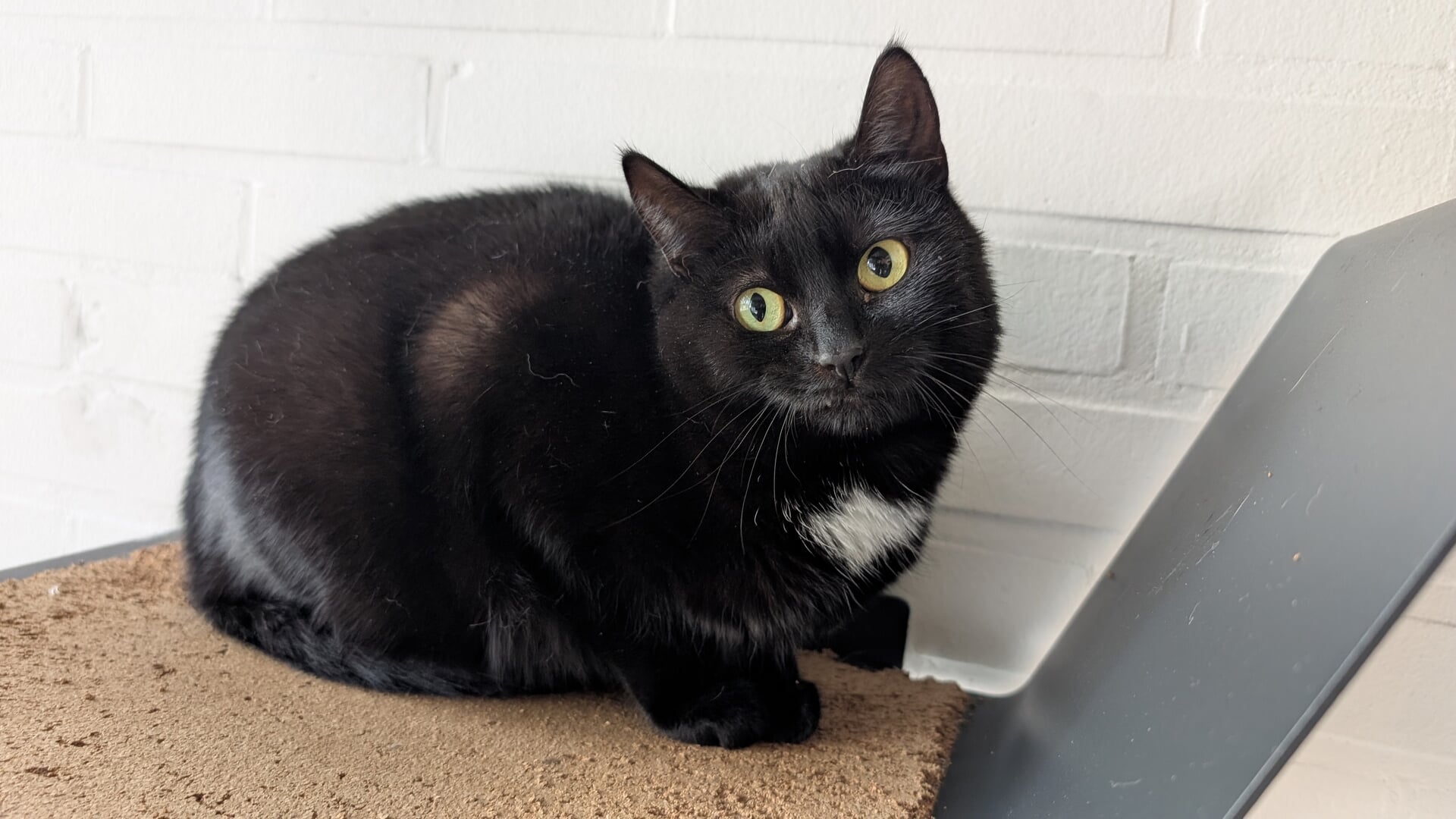 Dier in het vizier: Geef Angel een veilig thuis