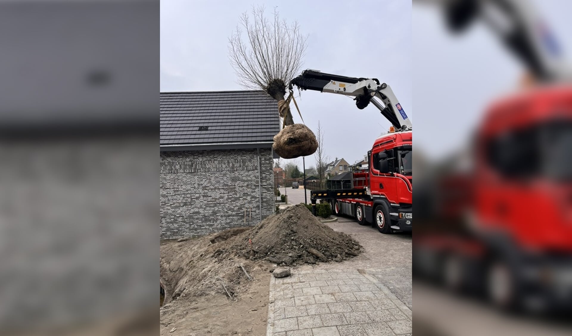 Knotwilgen verplaatst naar de Korteweg in Zuid-Beijerland