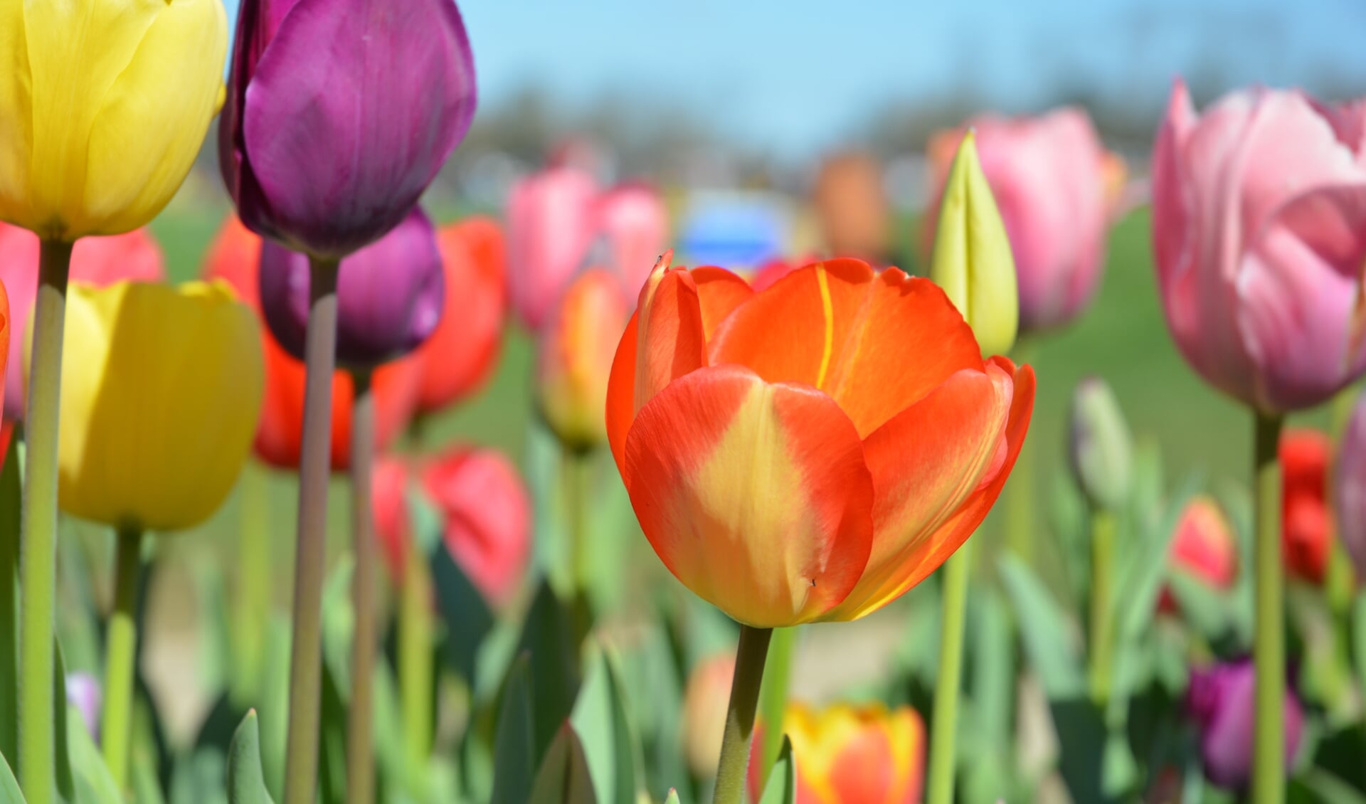 Tulpenroute Nog Even Geduld Zeewolde Actueel Uw Huis Aan Huis