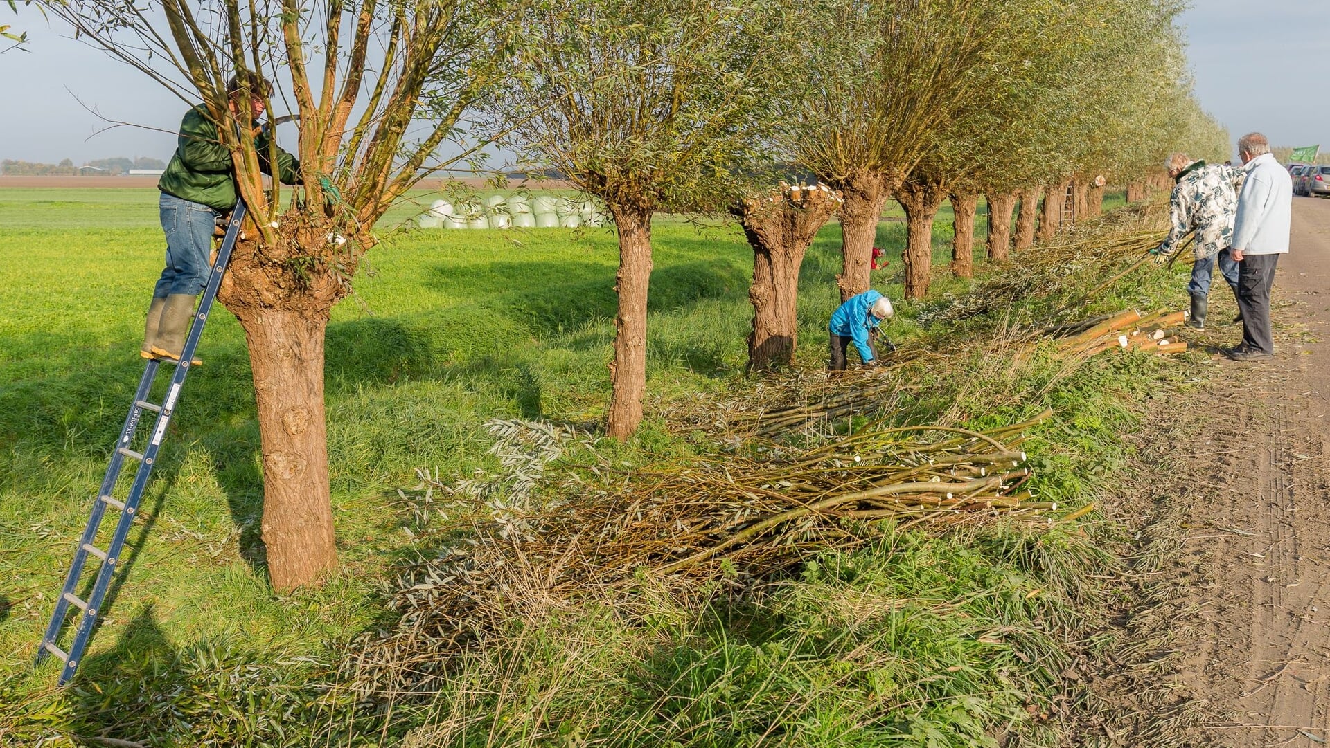 HWL start wilgenknotseizoen op 1 november in Strijen