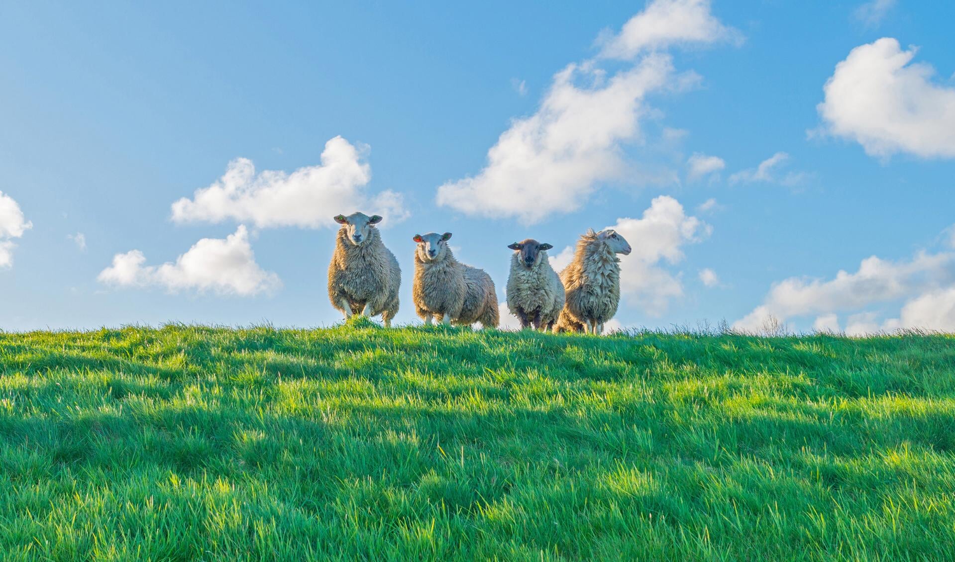 Geen schapen op de dijk tijdens stormseizoen